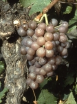 Aramon gris g grappe .jpg