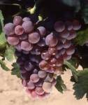 Grenache gris grappe .jpg