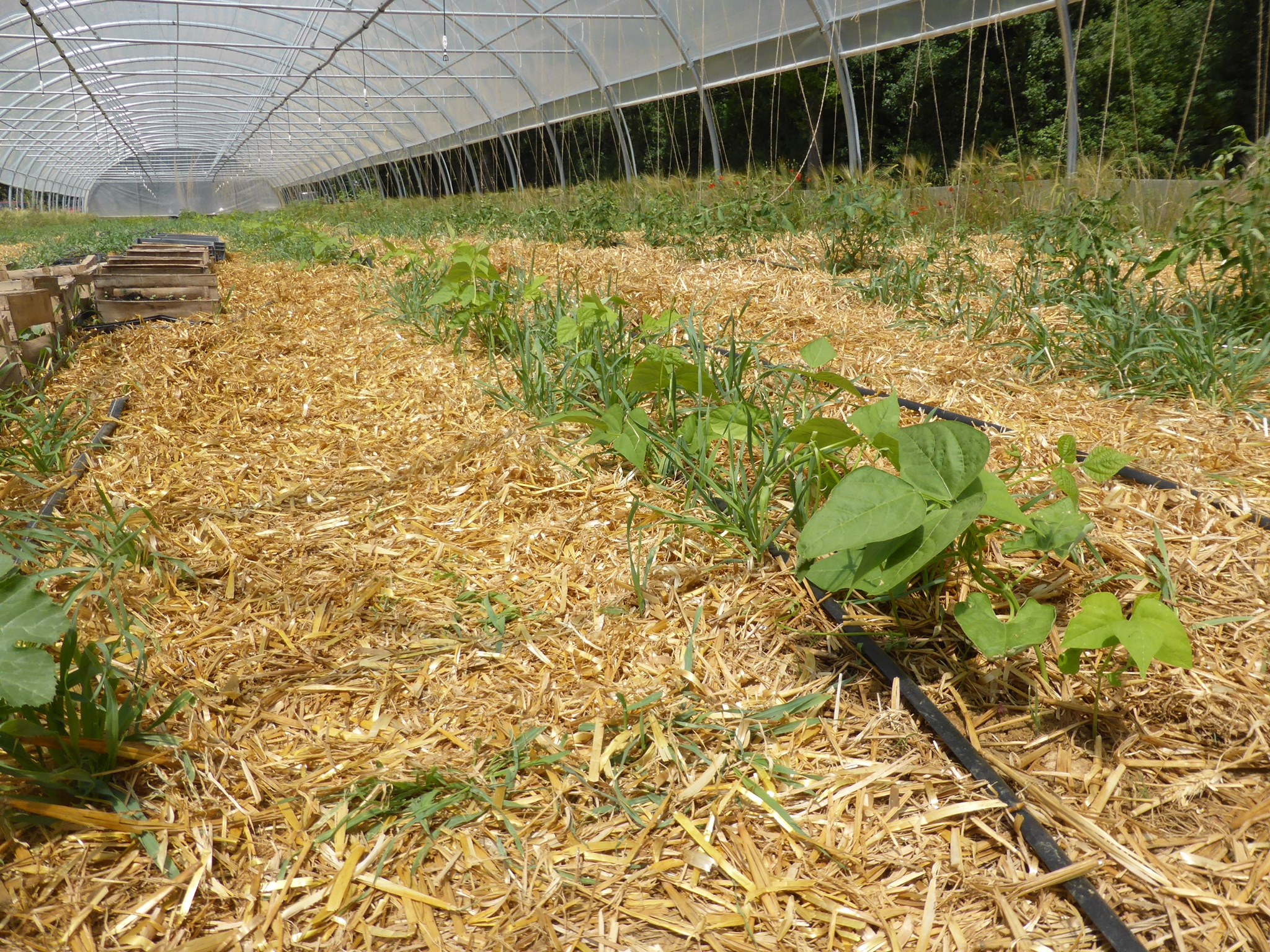 Légumes du désert.jpg