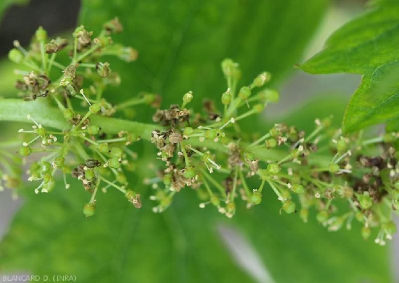 Fichier:Maladie rougeot inflo Ephytia-INRAE-1024x728.jpg