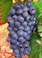 Gamay chaudenay fr b404.jpg