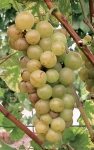 Chasselas muscat g2bis.jpg