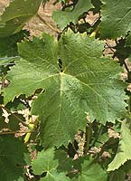 Torrontes riojano fe g4883.jpg