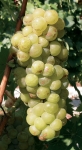 Muscat a petits grains b-g.jpg