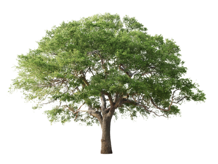 Fichier:Arbre MSV.png