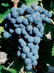 Cabernet franc grappe.jpg