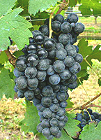 Carmenere fr 1 catalogoviti.politicheagricole.it.jpg