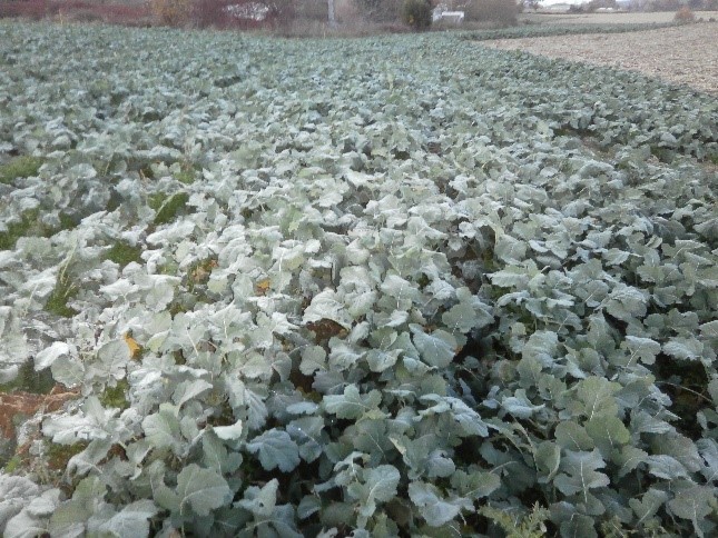 Fichier:JJ Garbay Avant Binage.jpg