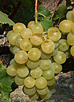 Reine vignes fr 3184.jpg