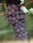 Pinot gris g grappe .jpg