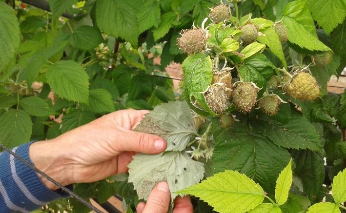 Fichier:Les infrastructures agroécologiques au service de l’agriculteur 15.jpg