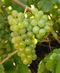 Verdejo blanco gr sp 2.jpg