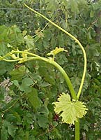 Flame seedless bo mtp 5570.jpg