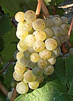 Riesling fr mtp5632.jpg