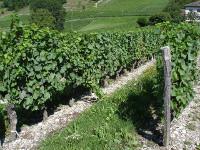 Image Enherbement de l inter rang en vigne.jpg