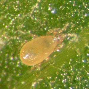 Fichier:NEOSEIULUS CUCUMERIS.jpeg