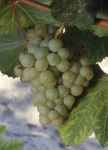 Auxerrois b grappe .jpg