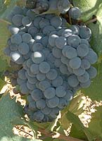 Mourvedre fr 2194.jpg