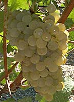 Auxerrois fr mtp 5482.jpg