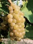 Muscat cendre g3.jpg