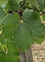 Torrontes riojano fe g4966.jpg