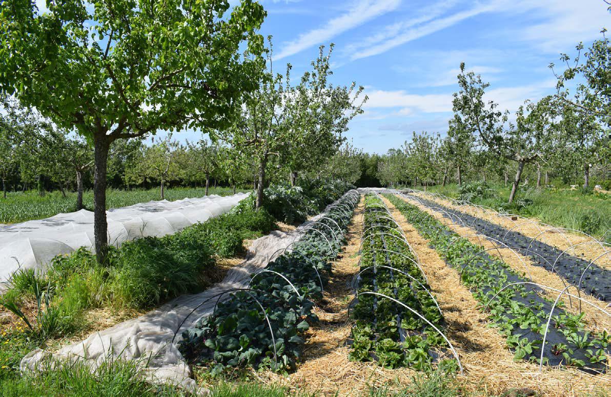 Ferme de la mare des Ruffaux - Bannière.jpg