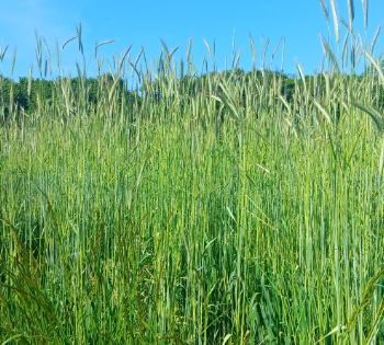 Fichier:Seigle fourrager d'hiver.png