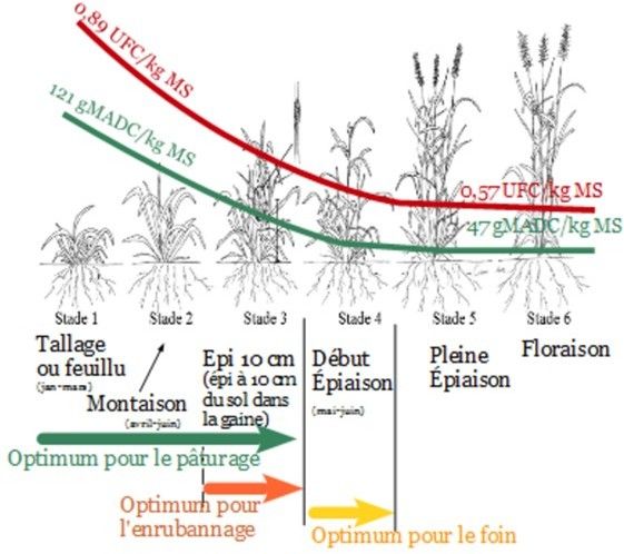 Optimum pâturage graminée.jpg