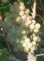 Vermentino rolle fr 1.jpg