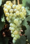 Aramon blanc b grappe .jpg