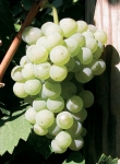 Riesling g2.jpg