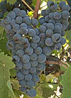 Cabernet franc fr mtp 5704.jpg