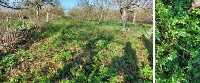 Fichier:Semis progressif de moutarde à la Ferme des Rufaux.png