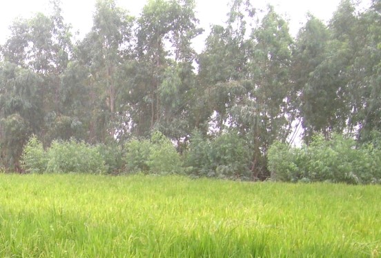 Fichier:BriseVent HaieNiger.jpg