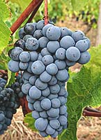 Cabernet franc fr -40domainepchauvin.jpg