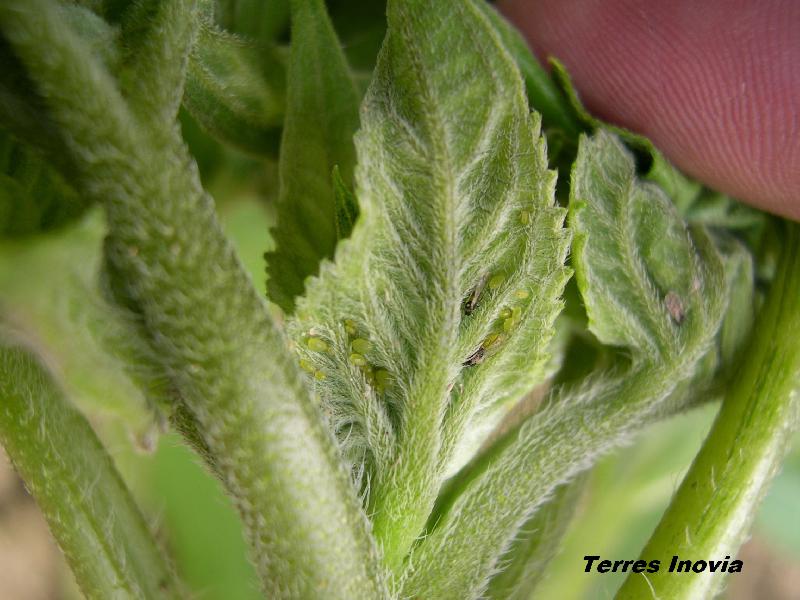 Fichier:TRN PuceronVert 2-sur-apex-min.jpg