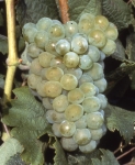 Savagnin blanc b grappe .jpg