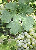 Cabernet blanc fe www.der-winzer.at.jpg