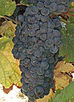 Pinot n fr 2050.jpg