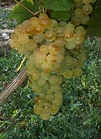 Chasselas bl fr 2.jpg