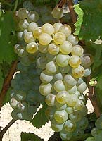 Viognier fr 2042.jpg