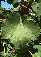 Auxerrois fe mtp 5476.jpg