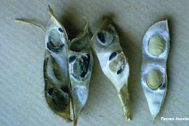 Fichier:SO Sclérotinia 3-min.jpg