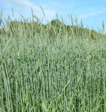 Fichier:Sorgho fourrager.png