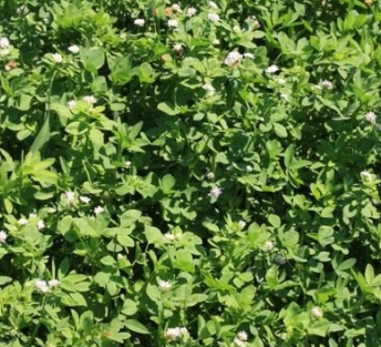 Fichier:Trèfle Alexandrie.png