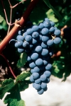 Cabernet-sauvignon n grappe .jpg