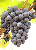 Gamay freaux fr g1 07.jpg