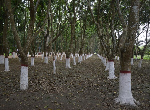 Fichier:WikimediaMango Trees - Kathgola Gardens - Murshidabad 2017-03-28 6002.jpg