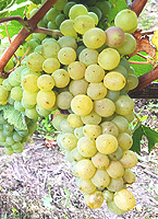 Chenin fr langloischateau twitter.jpg