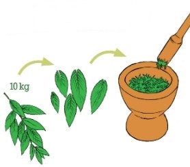 Neem Feuilles.jpg